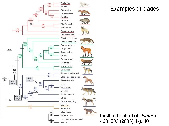 Examples of clades Lindblad-Toh et al. , Nature 438: 803 (2005), fig. 10 