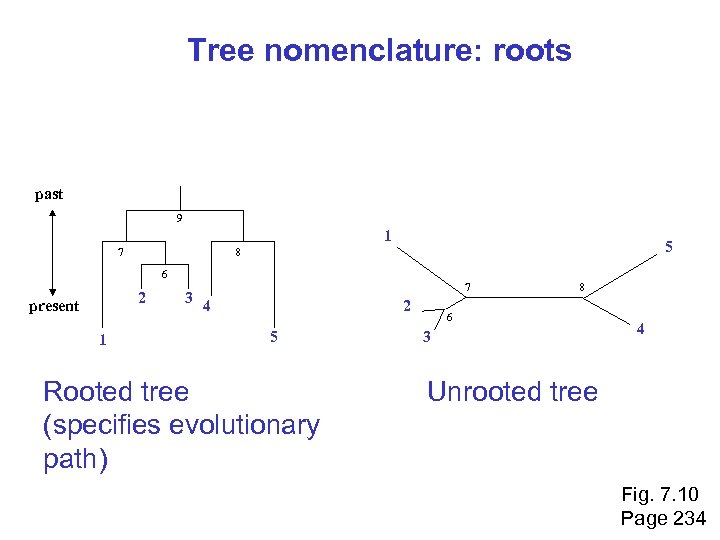 Tree nomenclature: roots past 9 1 7 5 8 6 2 present 1 7