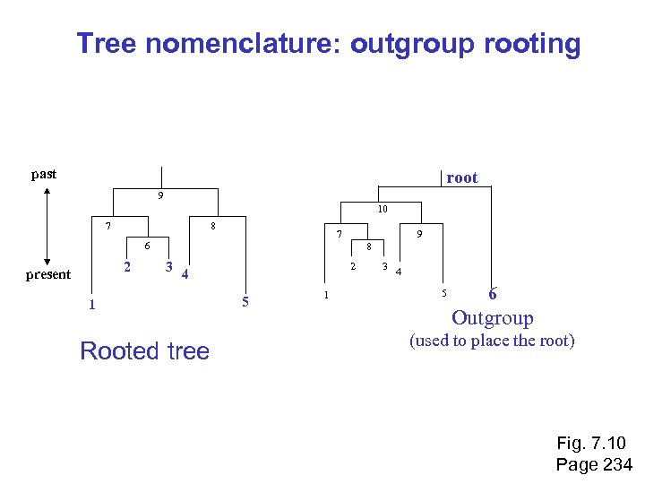 Tree nomenclature: outgroup rooting past root 9 10 7 8 7 6 2 present