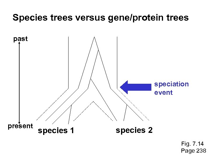 Species trees versus gene/protein trees past speciation event present species 1 species 2 Fig.