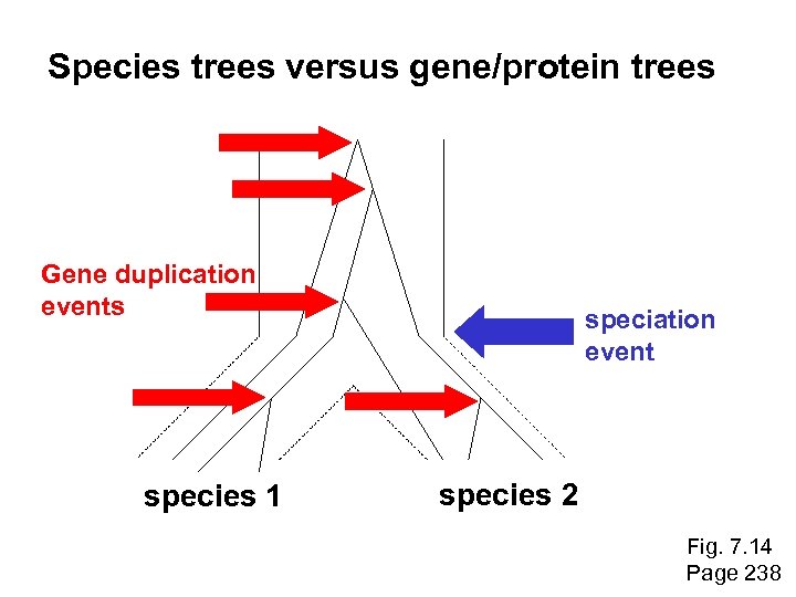 Species trees versus gene/protein trees Gene duplication events species 1 speciation event species 2