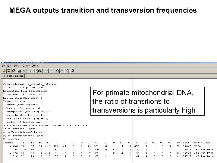 MEGA outputs transition and transversion frequencies For primate mitochondrial DNA, the ratio of transitions