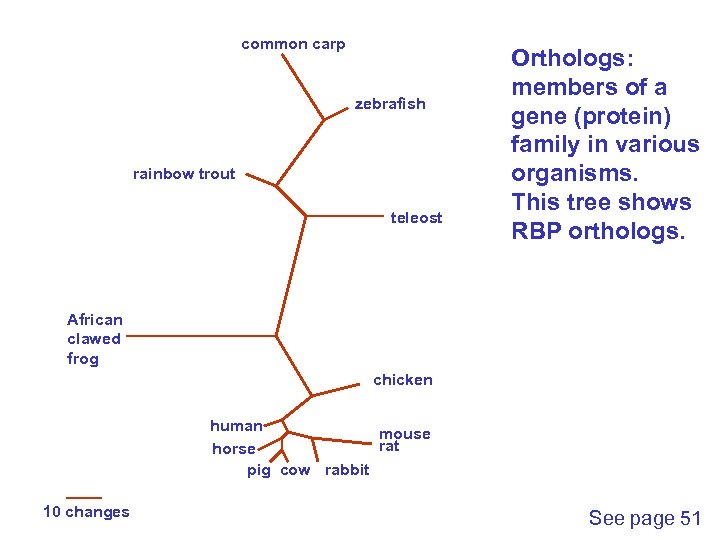 common carp zebrafish rainbow trout teleost Orthologs: members of a gene (protein) family in