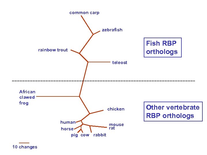 common carp zebrafish Fish RBP orthologs rainbow trout teleost African clawed frog chicken human