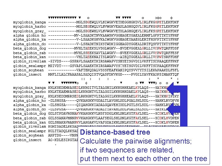 Distance-based tree Calculate the pairwise alignments; if two sequences are related, put them next