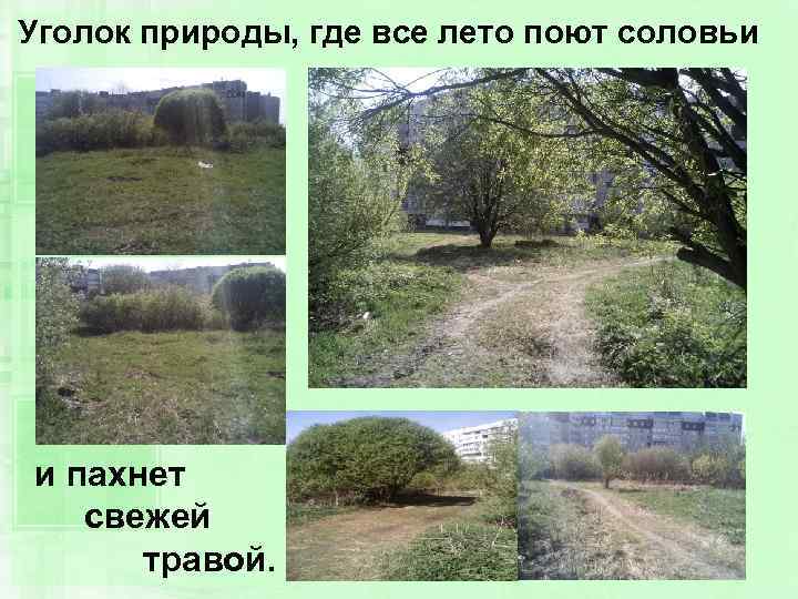 Уголок природы, где все лето поют соловьи и пахнет свежей травой. 