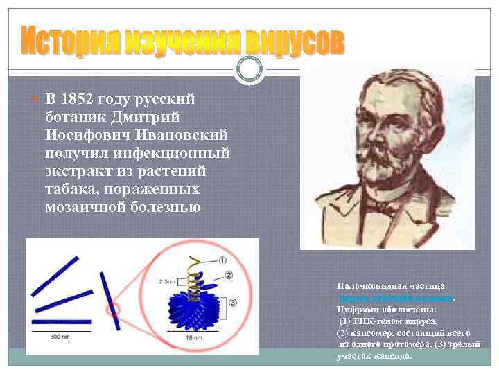  В 1852 году русский ботаник Дмитрий Иосифович Ивановский получил инфекционный экстракт из растений