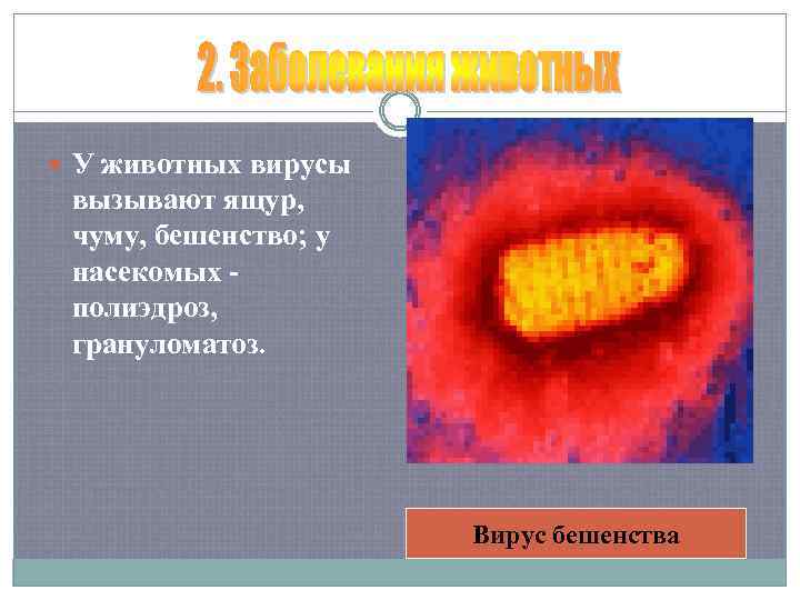  У животных вирусы вызывают ящур, чуму, бешенство; у насекомых полиэдроз, грануломатоз. Вирус бешенства