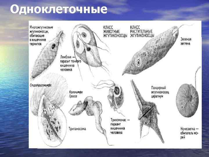 Основные этапы эволюции беспозвоночных животных. Лекции по зоологии беспозвоночных. Задачи зоологии беспозвоночных.