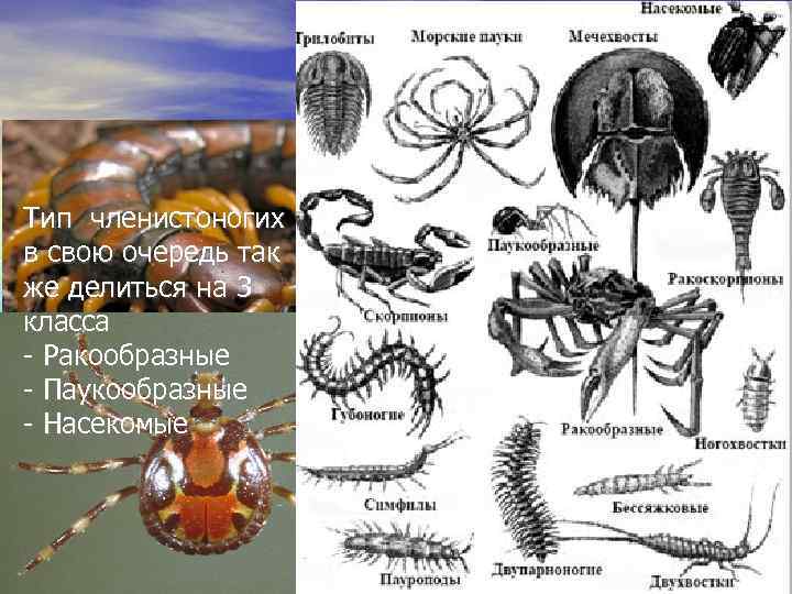 Членистоногие насекомые. Разнообразие членистоногих.