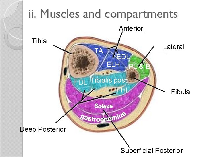 ii. Muscles and compartments Anterior Tibia TA Lateral EDL ELH PL & B FDL