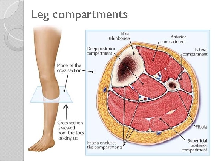 Leg compartments 