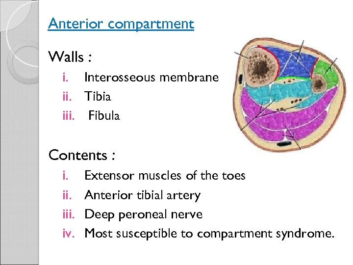 Anterior compartment Walls : i. Interosseous membrane ii. Tibia iii. Fibula Contents : i.