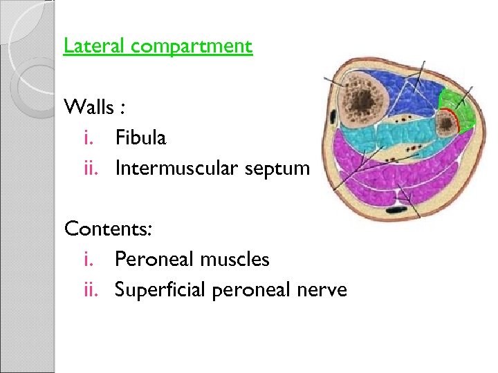 Lateral compartment Walls : i. Fibula ii. Intermuscular septums Contents: i. Peroneal muscles ii.