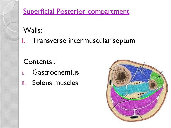 Superficial Posterior compartment Walls: i. Transverse intermuscular septum Contents : i. Gastrocnemius ii. Soleus