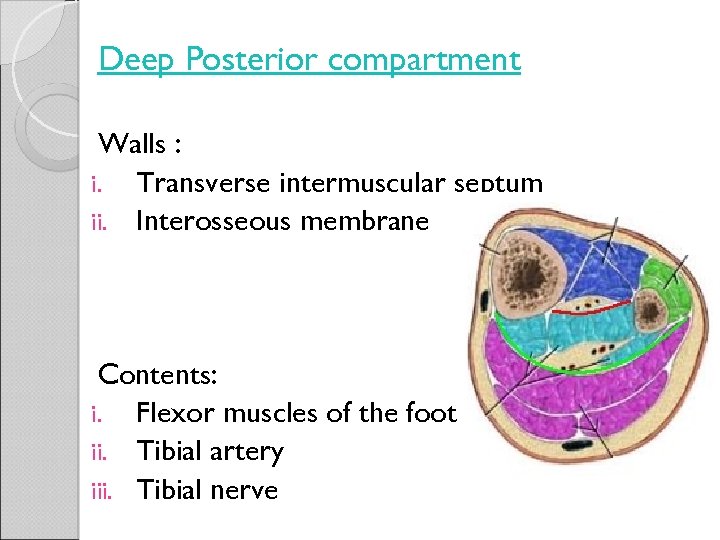 Deep Posterior compartment Walls : i. Transverse intermuscular septum ii. Interosseous membrane Contents: i.
