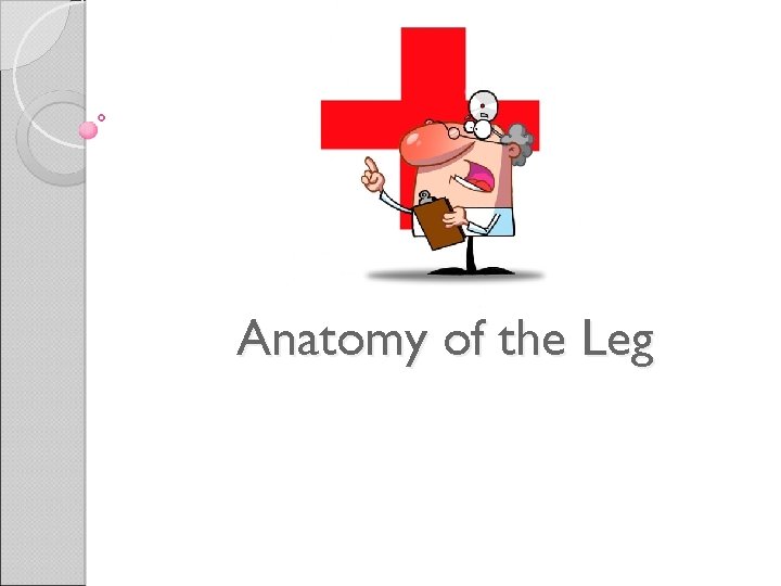 Anatomy of the Leg 