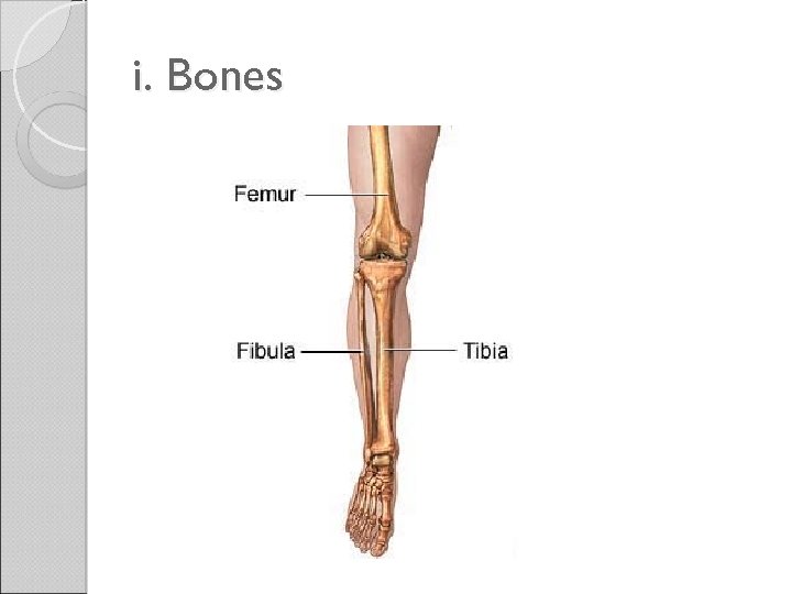 i. Bones 
