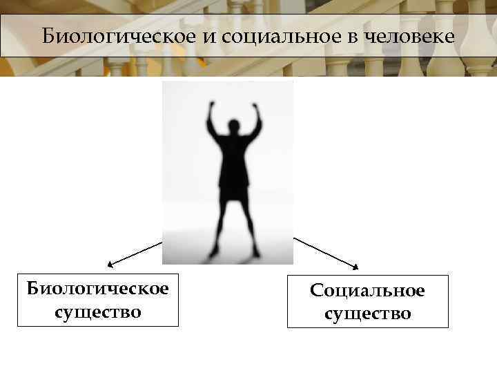 Человек как биологическое и социальное существо план