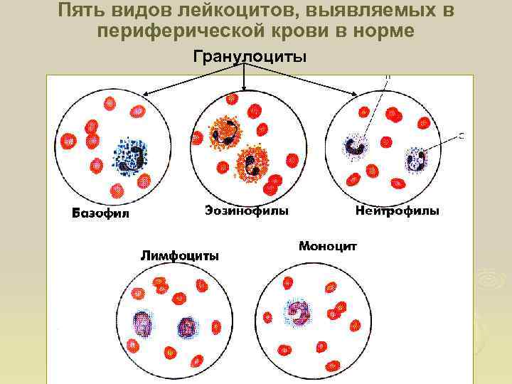 5 фракций лейкоцитов инвитро