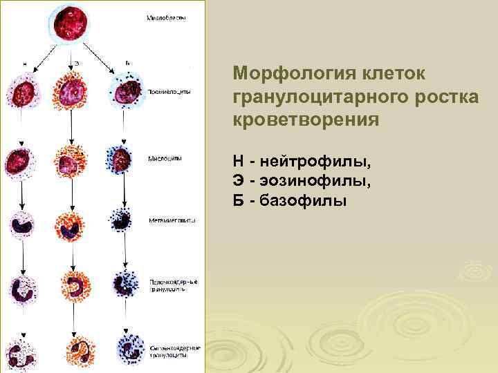 Морфология клеток гранулоцитарного ростка кроветворения Н - нейтрофилы, Э - эозинофилы, Б - базофилы