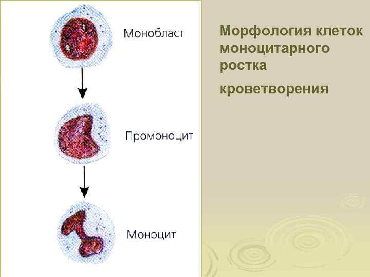 Морфология клеток моноцитарного ростка кроветворения 