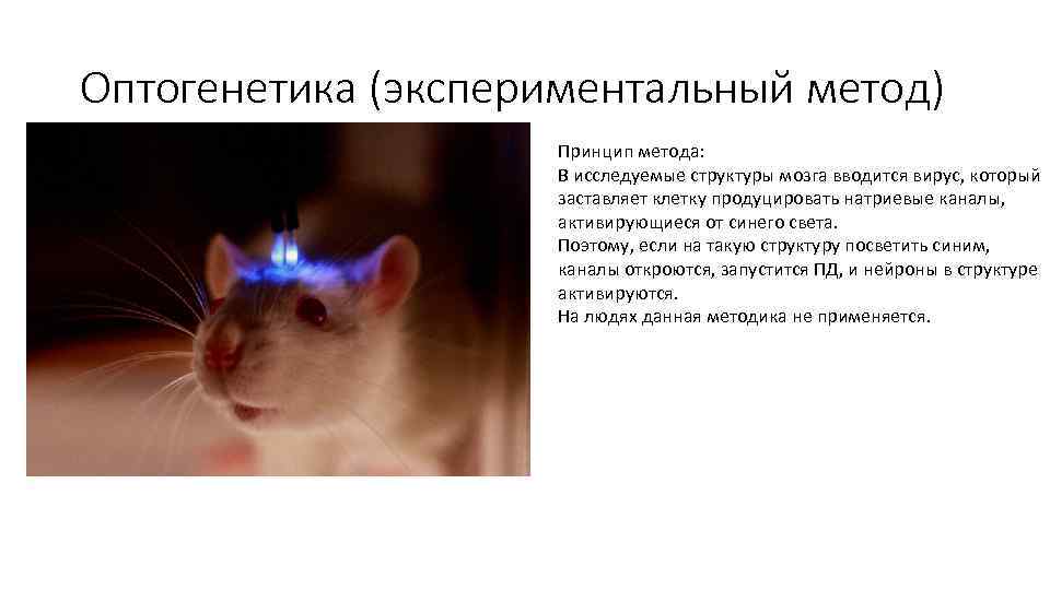 Оптогенетика (экспериментальный метод) Принцип метода: В исследуемые структуры мозга вводится вирус, который заставляет клетку