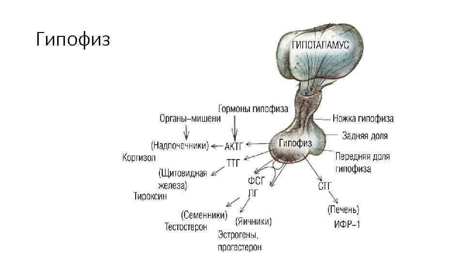 Гипофиз 