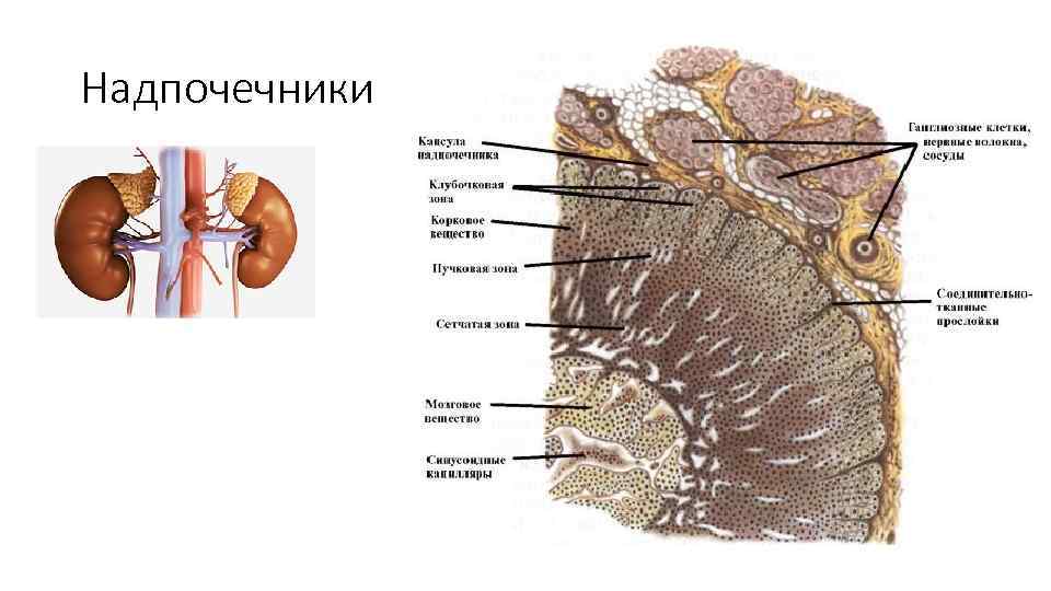 Надпочечники 