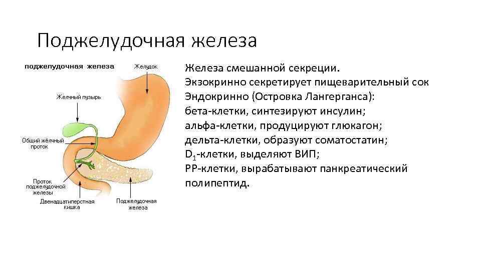 Поджелудочная железа Железа смешанной секреции. Экзокринно секретирует пищеварительный сок Эндокринно (Островка Лангерганса): бета-клетки, синтезируют