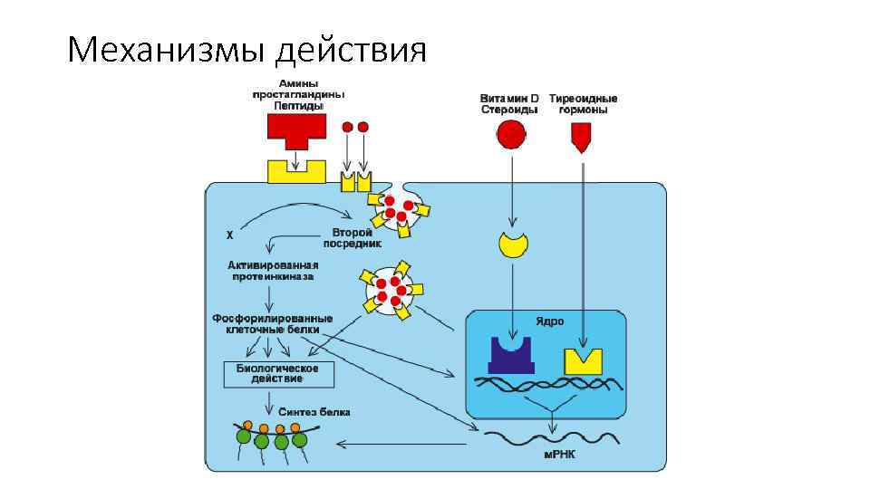 Механизмы действия 