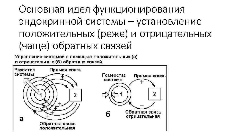 Основная идея функционирования эндокринной системы – установление положительных (реже) и отрицательных (чаще) обратных связей