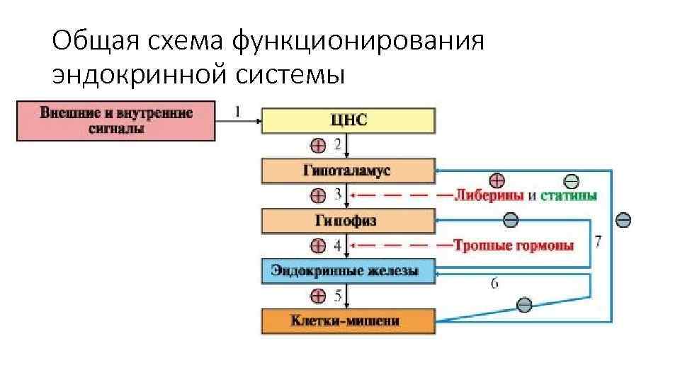 Схема отрицательной обратной связи при синтезе гормонов