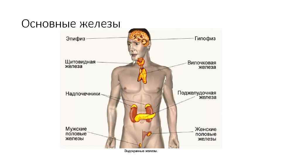 Основные железы 