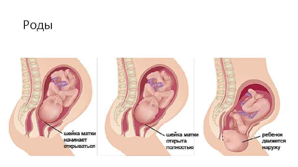38 недель раскрытие. Ребенок в матке перед родами. Шейка матки при беременности на 39 неделе беременности. Раскрытие матки перед родами.