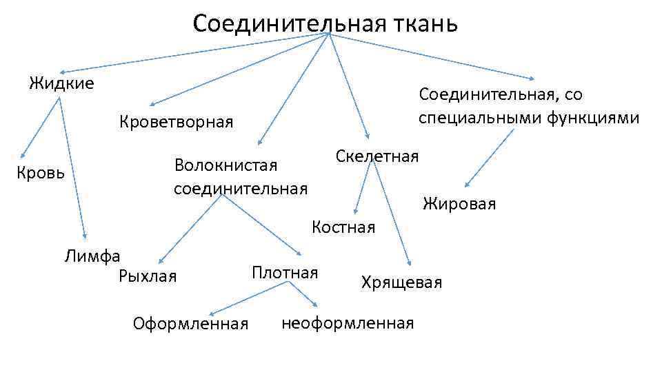 Типы соединительной. Кроветворная функция соединительной ткани. Жидкая соединительная ткань. Функции соединительной ткани. Жидкая соединительная ткань функции.