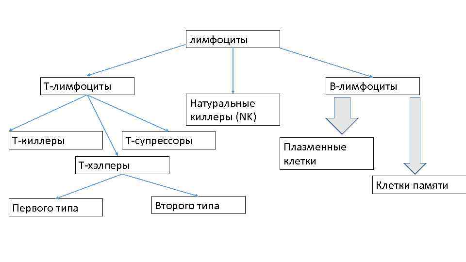 Лекция по теме Т-Лимфоциты (киллеры, хелперы, супрессоры) 