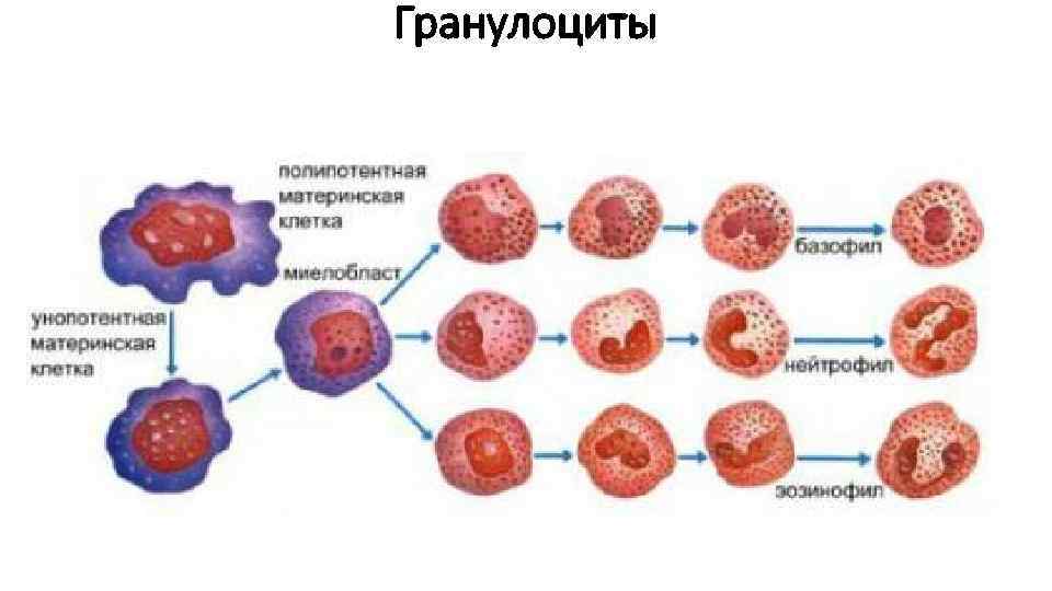 Материнская клетка. Процесс образования лейкоцитов. Увеличение палочкоядерных нейтрофилов. Гранулоциты. Клетки гранулоциты.