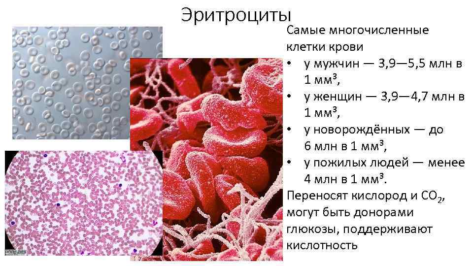 Эритроциты Самые многочисленные клетки крови • у мужчин — 3, 9— 5, 5 млн