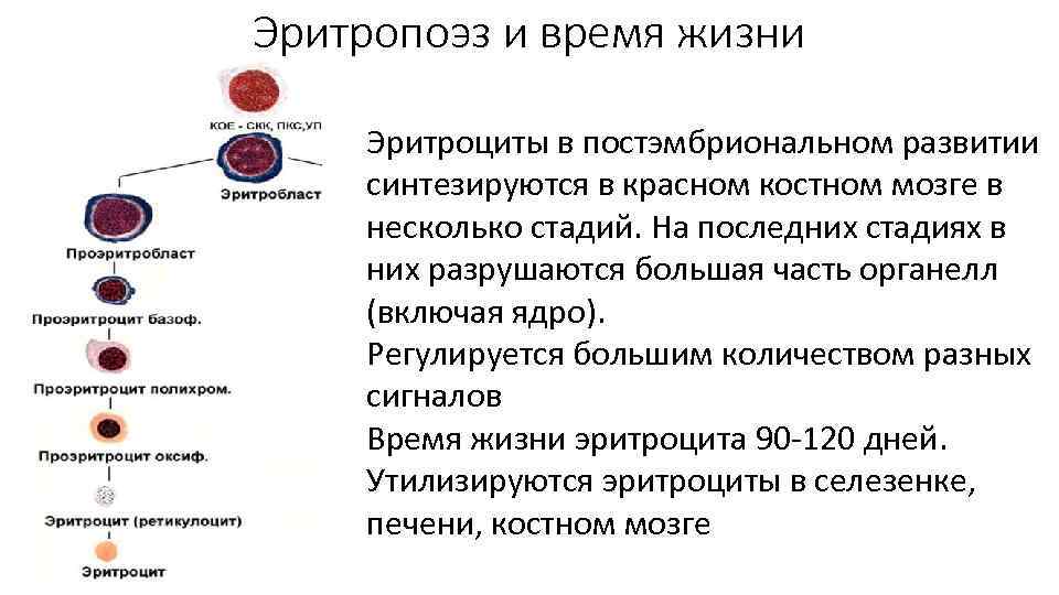 Эритропоэз и время жизни Эритроциты в постэмбриональном развитии синтезируются в красном костном мозге в