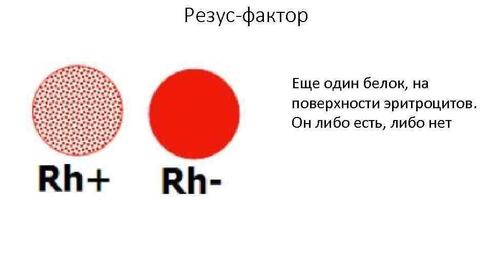 Резус-фактор Еще один белок, на поверхности эритроцитов. Он либо есть, либо нет 