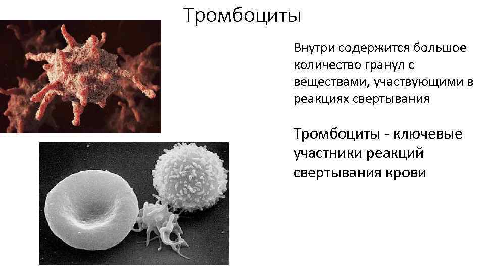 Тромбоциты Внутри содержится большое количество гранул с веществами, участвующими в реакциях свертывания Тромбоциты -