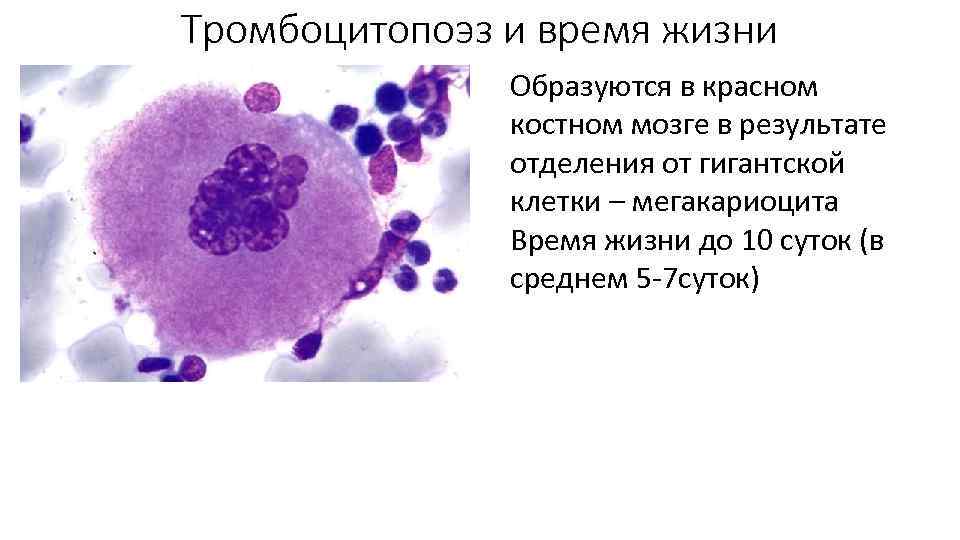 Тромбоцитопоэз и время жизни Образуются в красном костном мозге в результате отделения от гигантской