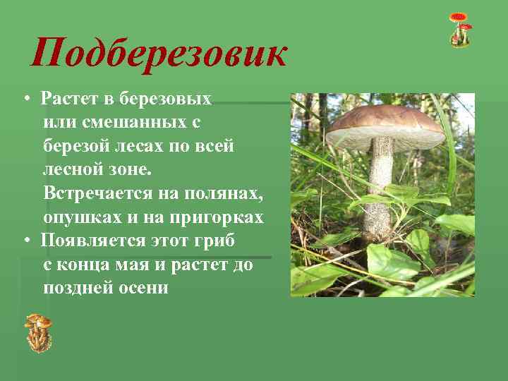Подберезовик • Растет в березовых или смешанных с березой лесах по всей лесной зоне.