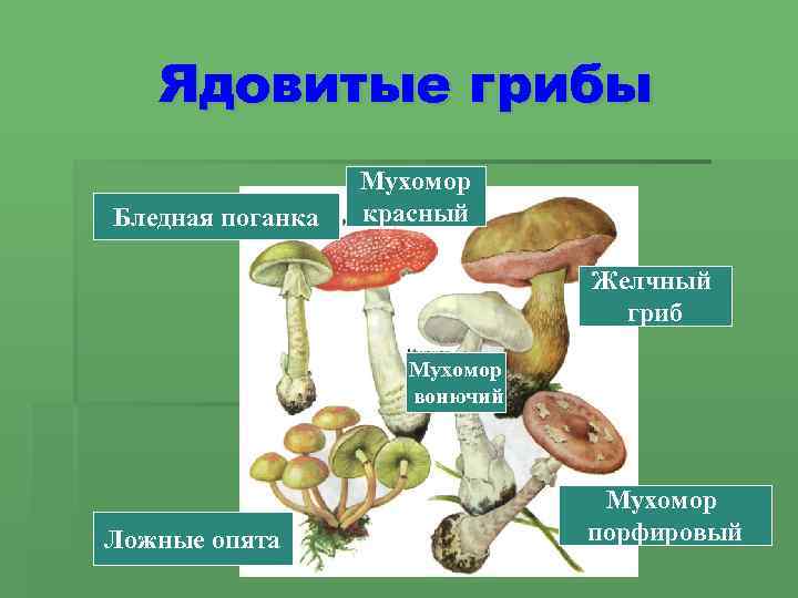 Ядовитые грибы Бледная поганка Мухомор красный Желчный гриб Мухомор вонючий Ложные опята Мухомор порфировый