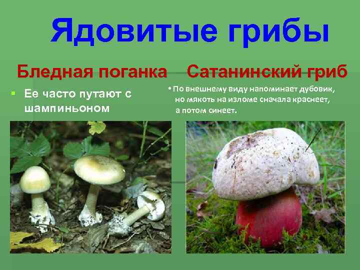 Ядовитые грибы Бледная поганка Сатанинский гриб § Ее часто путают с шампиньоном • По