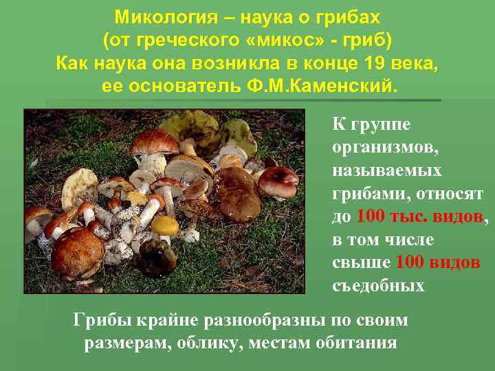 Микология – наука о грибах (от греческого «микос» - гриб) Как наука она возникла