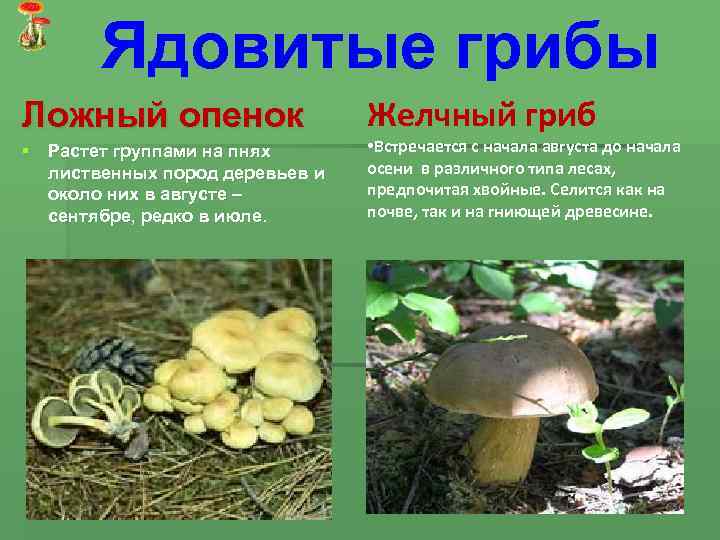 Ядовитые грибы Ложный опенок § Растет группами на пнях лиственных пород деревьев и около
