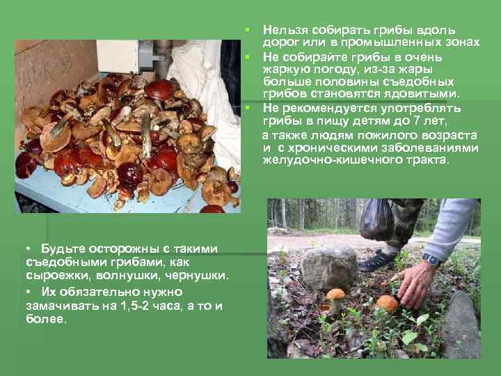 § Нельзя собирать грибы вдоль дорог или в промышленных зонах § Не собирайте грибы