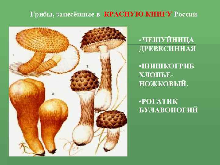 Грибы, занесённые в КРАСНУЮ КНИГУ России • ЧЕШУЙНИЦА ДРЕВЕСИННАЯ • ШИШКОГРИБ ХЛОПЬЕ- НОЖКОВЫЙ. •